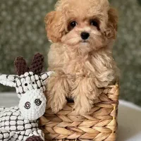 توله پودل توی پودل کرم نسکافه ۷۵ روز