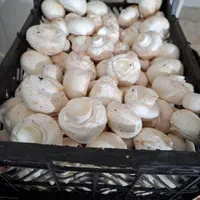 پخش قارچ سالم و اسلایس درجه یک مستقیم از شرکت|خوردنی و آشامیدنی|رباط‌کریم, حصار مهتر|دیوار