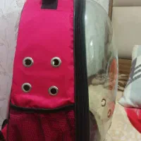 کوله پت (پرنده.گربه)