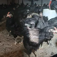 جوجه مرغ تاغچه|حیوانات مزرعه|مشهد, كنويست|دیوار