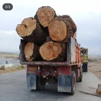 خرید انواع درخت به قیمت مناسب