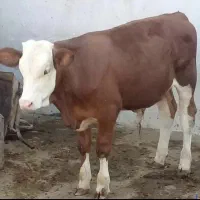 خریدفروش گوساله|حیوانات مزرعه|قم, باغ شریفی|دیوار