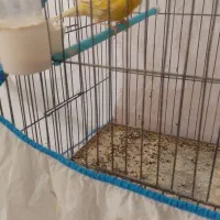 فروش دو عدد قناری|پرنده|تاکستان, |دیوار