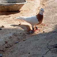 طوقی|پرنده|بهبهان, |دیوار