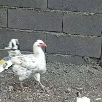 مرغ و خروس گلین فول ریش خال سوزنی