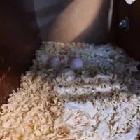 عروس هلندی جفت مست مولد ملنگو گیرینچیک|پرنده|تهران, منیریه|دیوار