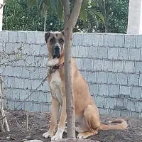 سگ سرابی
