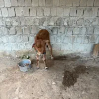 گاو شیری|حیوانات مزرعه|قشم, |دیوار