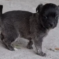 توله سگ|سگ|شیراز, شهرک رضوان|دیوار