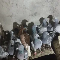 فروش کفتر پلاکی