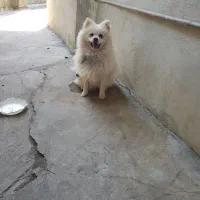دو عدد سگ نژاد دار پاکوتاه