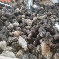 بلدرچین 20 روزه