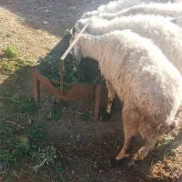 میش اوست|حیوانات مزرعه|کشکوئیه, |دیوار