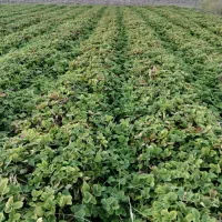 نهال توت فرنگی سابرینا نی ۱۰میلیون|خدمات باغبانی و درختکاری|خان ببین, |دیوار