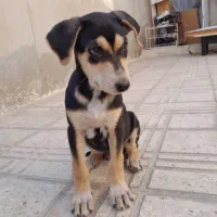 توله دوبرمن|سگ|کرمانشاه, |دیوار