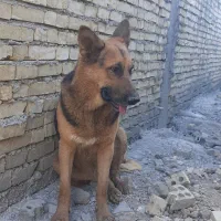 سگ ژرمن