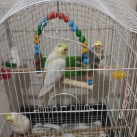 عروس هلندی ۶ماهه