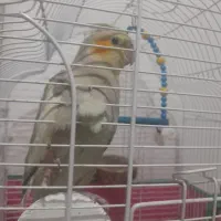 عروس هلندی|پرنده|سیاهکل, |دیوار