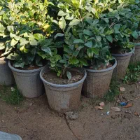 یاس هلندی سطل ۳ و ۴ و ۷