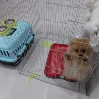 سگ پامر|سگ|مشهد, حسینآباد|دیوار