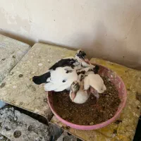 معاوضه جفت جوجه دمسیاه با جوجه پلنگ