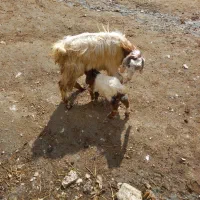 یک راس بز بزغاله جوان اول شکم