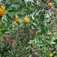 42000هزارمتر باغی مسکونی استخر گیلان|فروش خانه و ویلا|احمدسرگوراب, |دیوار