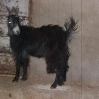 فروش بزغاله ماده آبستن