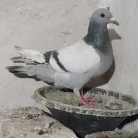 کفتر پلاکی آلمانی سبز پولک مسافتی سار