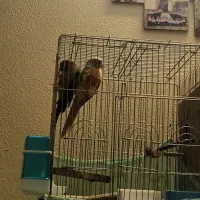 گرنیچیک مواد با قفس و وسایل