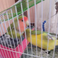 طوطی|پرنده|کوهدشت, |دیوار