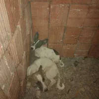 گوش تیزپاکوتاه