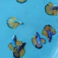 اکواریوم و ماهی و لوازمات|ماهی|بندر ماهشهر, |دیوار