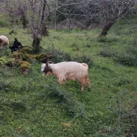 بز ۱ساله جوان چاق و چله حدود ۴۰ کیلویی گوسفند