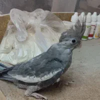 طوطی عروس هلندی