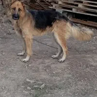 تیلور سگ نگهبان