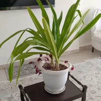 دو عدد گل سوسن عنکبوتی در یک گلدان|گل و گیاه طبیعی|تهران, آسمان|دیوار