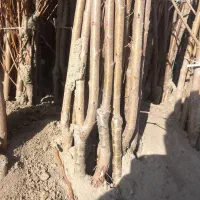 فروش نهالهای پیوندی