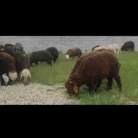 گوسفند نژاد افشار