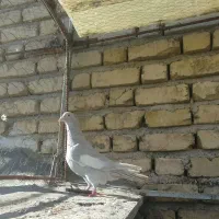 کفتر سرک الماسی ماده