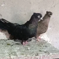 طوقی و سیاه آبادان و صرب