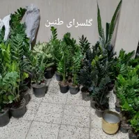 گل دیفن باخیا بهترین هدیه روز مادر|گل و گیاه طبیعی|مشهد, تلگرد|دیوار