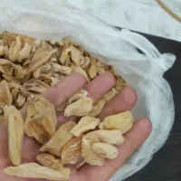 سالمه ثعلب درجه یک بصورت عمده