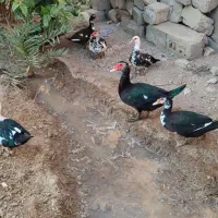 اردک روسی|حیوانات مزرعه|حمیدیه, |دیوار