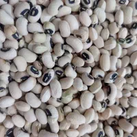 لوبیا چشم بلبلی