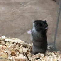 همستر دستی نژاد کپل|موش و خرگوش|گنبد کاووس, |دیوار