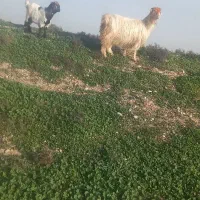 بز و بیگ نر|حیوانات مزرعه|شوشتر, |دیوار