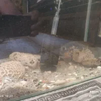 اکواریوم ماهی اسکار بزرگ|ماهی|بندرعباس, |دیوار