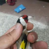 سهره سرسیاه