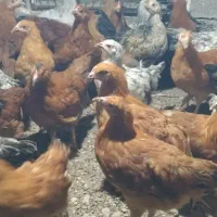 فروش جوجه محلی گوشتی وتخم گذار